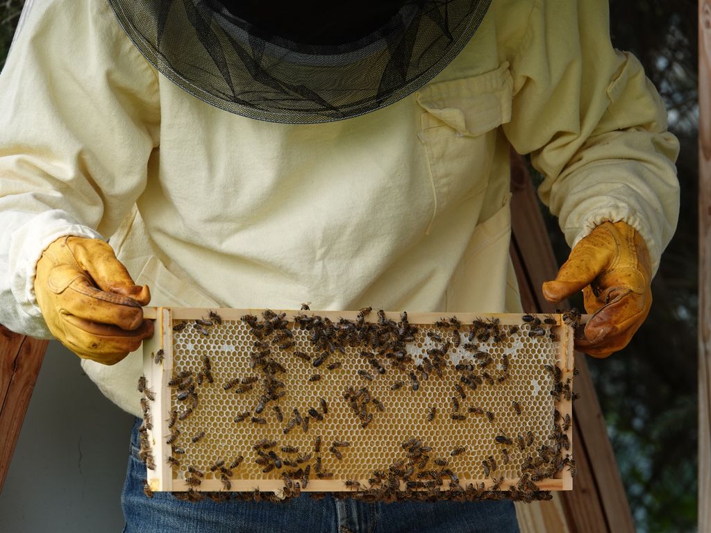 Ein Imker hält einen Wabenrahmen, auf dem zahlreiche Bienen sitzen.