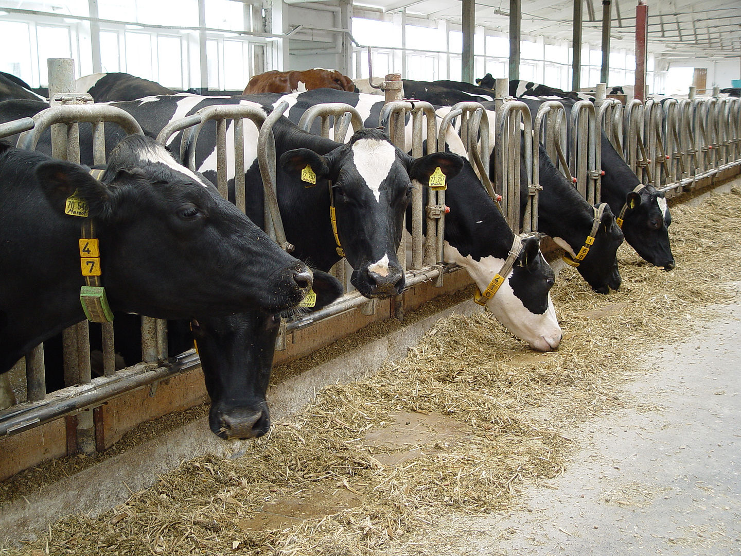 Milchvieh im Stall, Foto: Maik Schwabe
