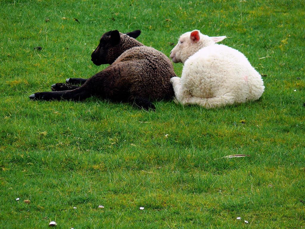 Ein schwarzes und ein weißes Jungschaf liegen nebeneinander auf Gras