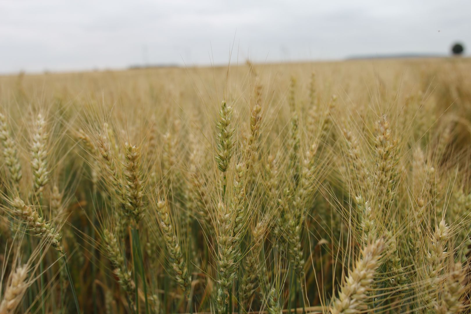 Durum-Weizenfeld
