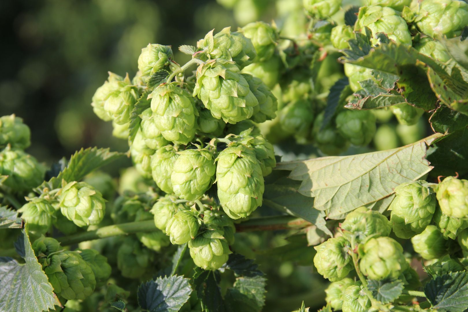 Hopfendolden