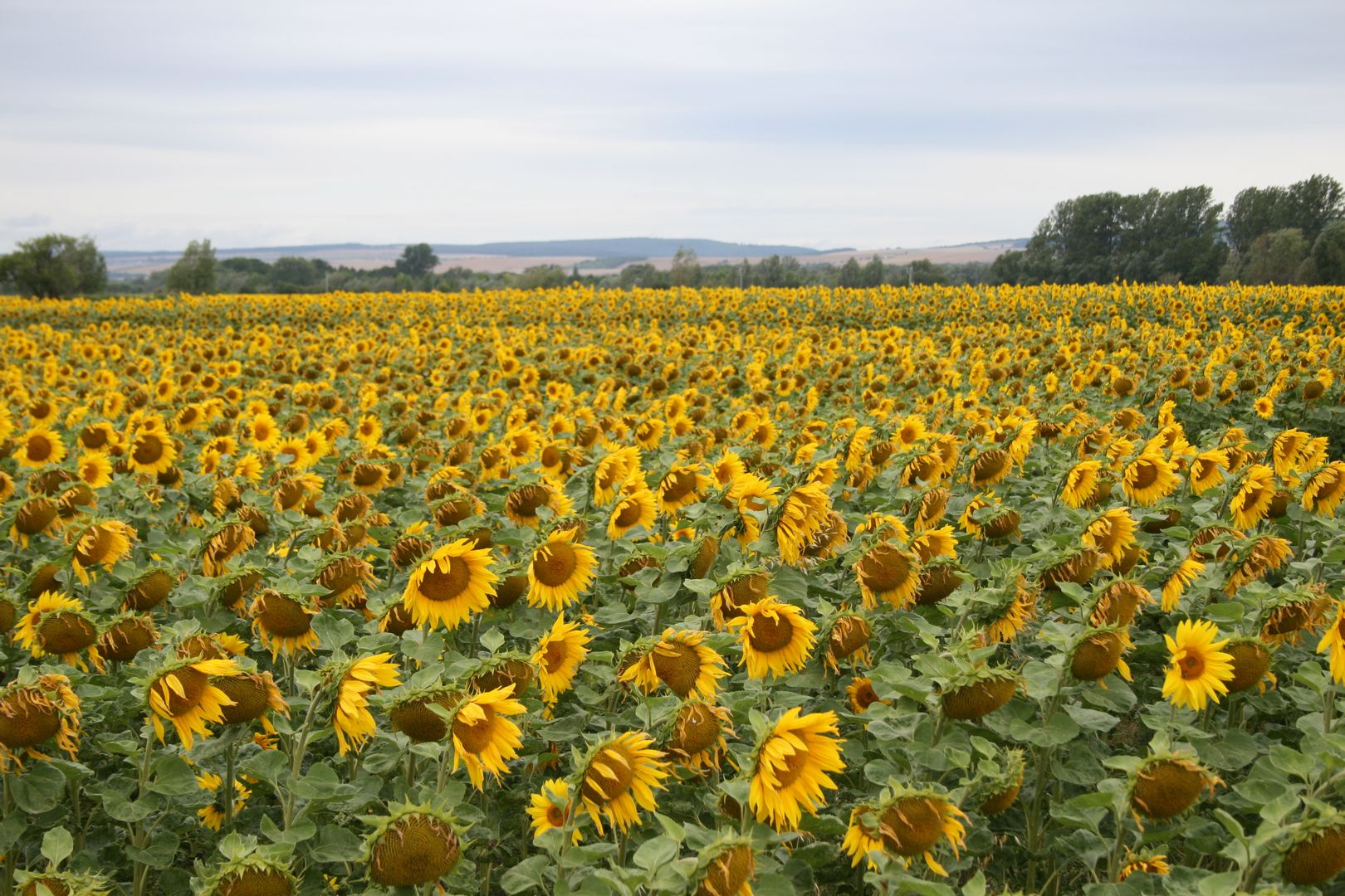 Sonneblumen während der Blüte