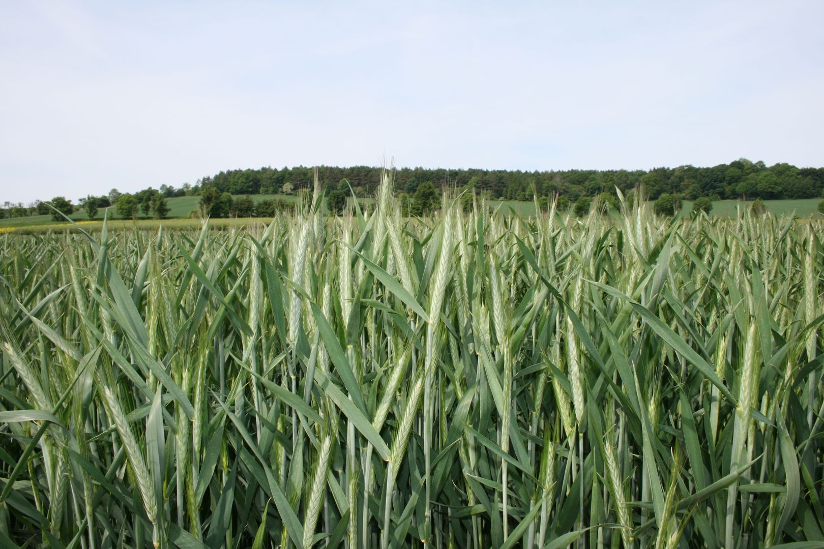 Winterroggen mit noch grünen Ähren im Feld