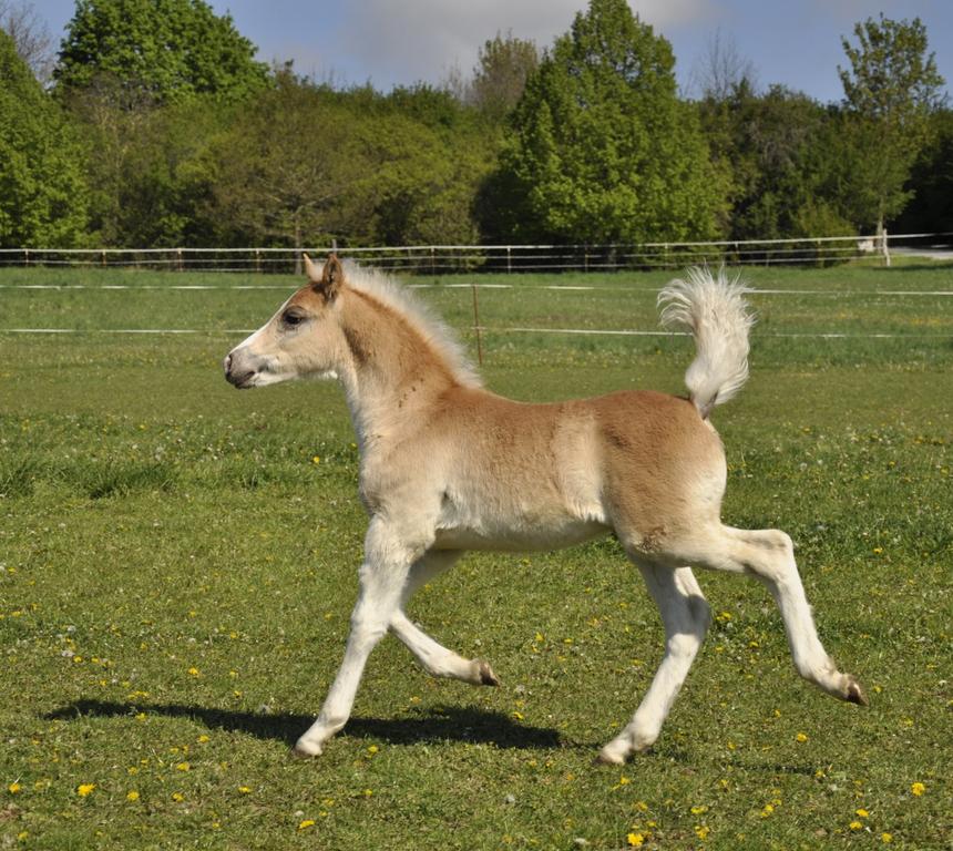 Haflingerfohlen
