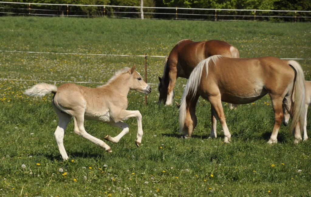 Haflinger auf Weide