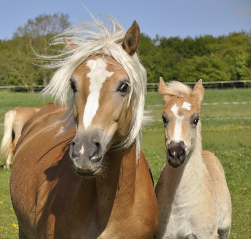 Haflinger mit Fohlen