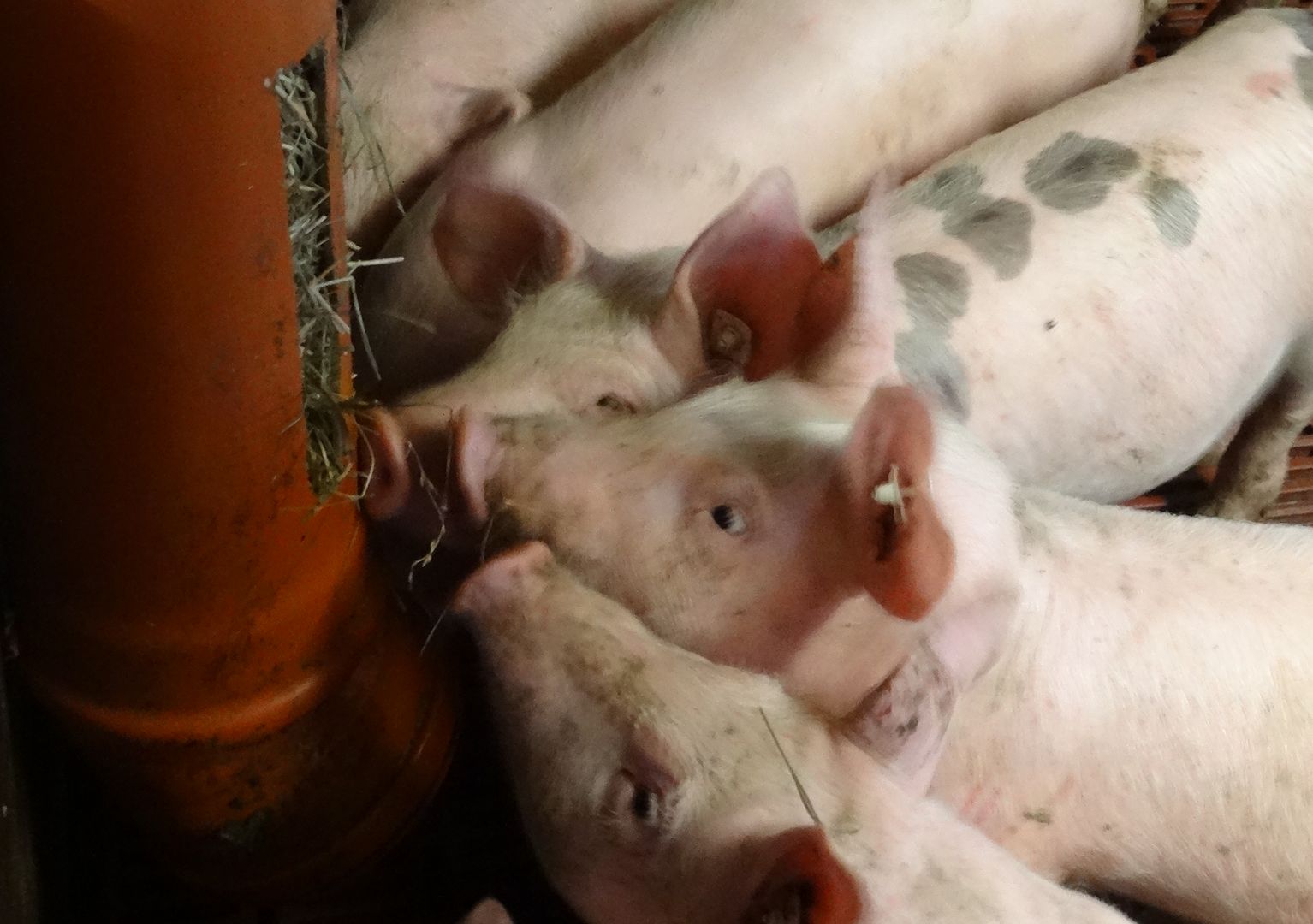 Schweine spielen mit Heu als Beschäftigungsmaterial.
