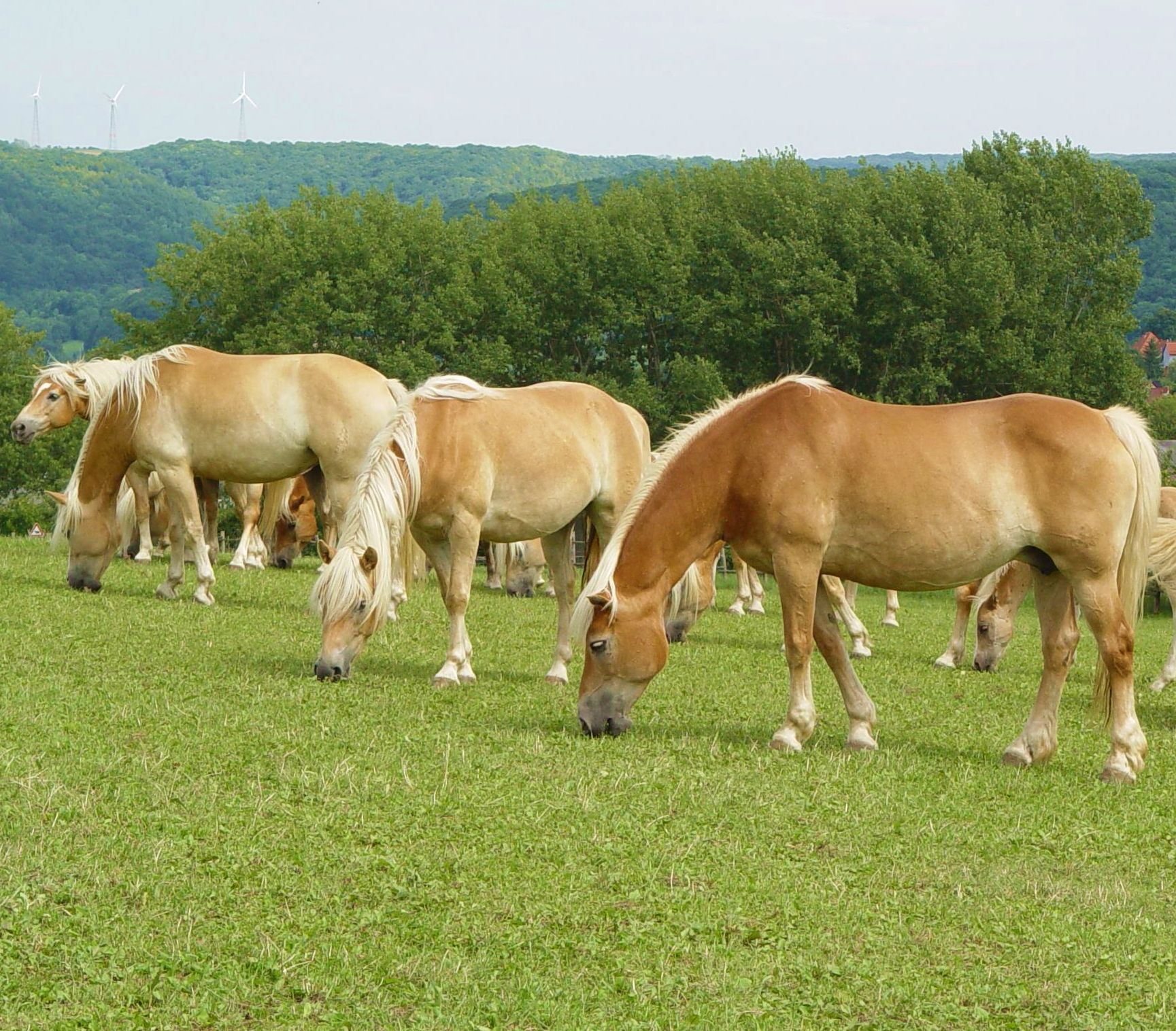 Haflinger auf der Weide