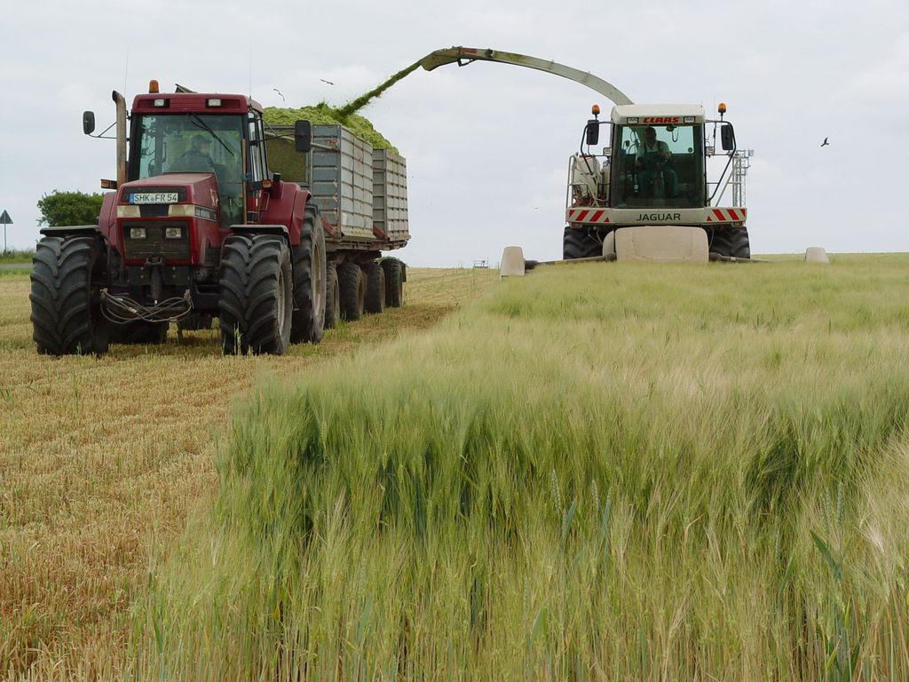 Häcksler und Traktor mit Hänger bei der Ernte in Gerste