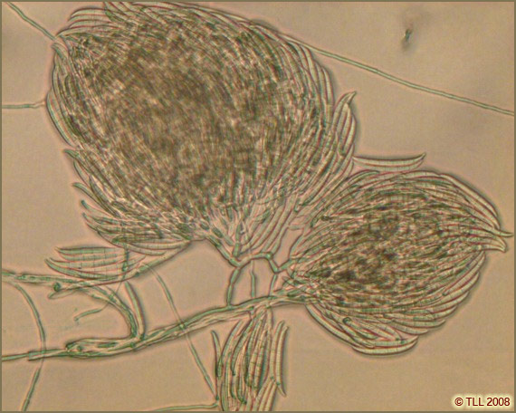 Fusarium graminearum