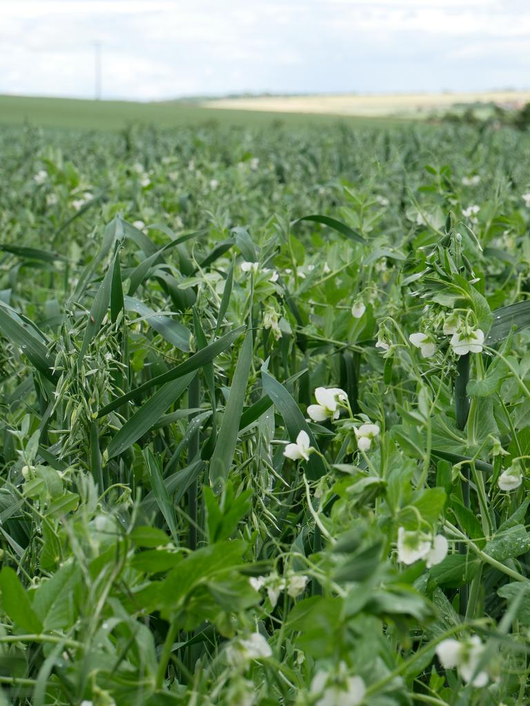 Erbsen und Hafer im Juni