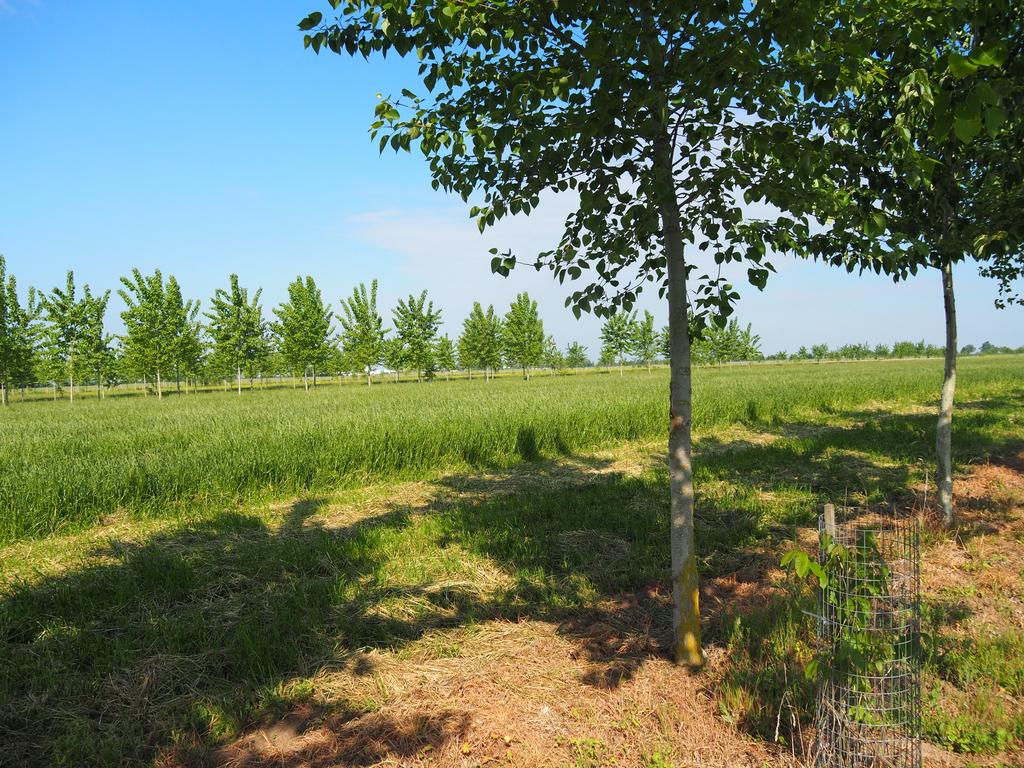 Agroforst mit Pappeln und Walnüssen