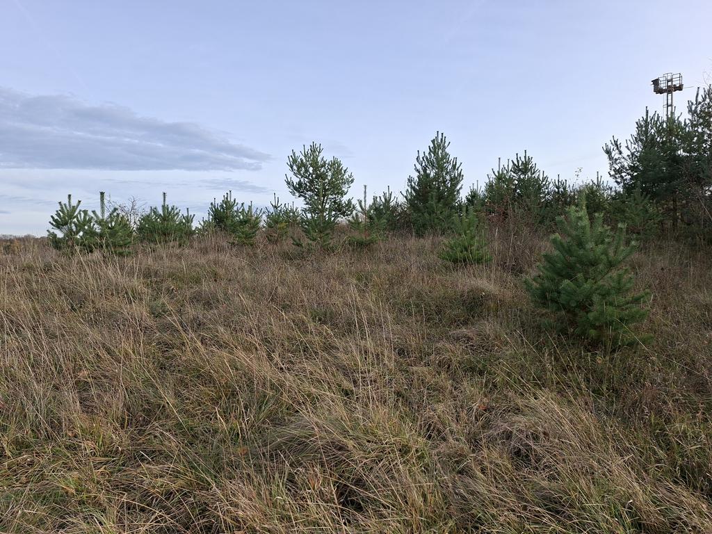 Grasbewachsene Fläche mit mehreren jungen Kiefern unter bewölktem Himmel.