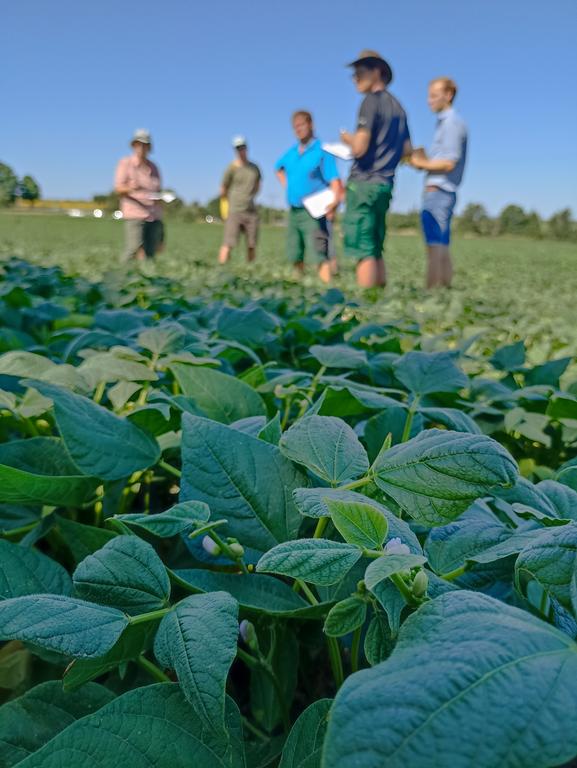 Landwirte auf Feld mit Kidneybohnen