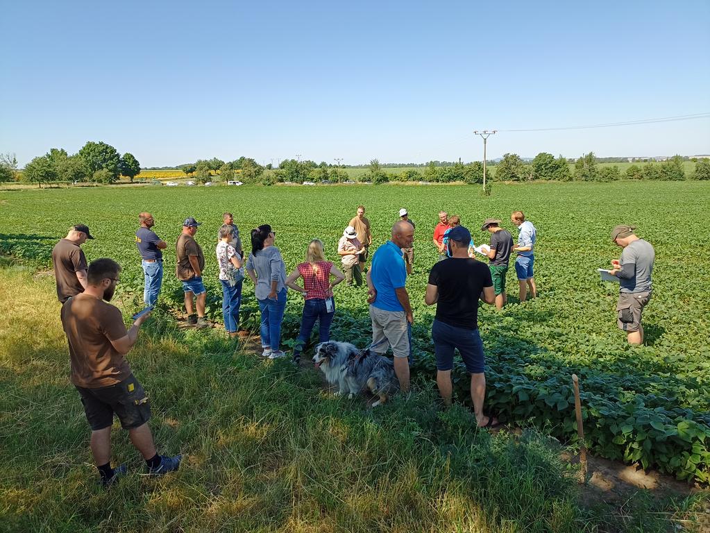 Landwirte stehen in einem Bohnenfeld