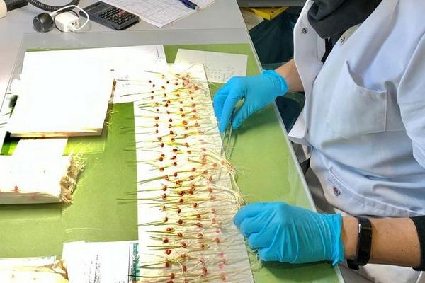 Untersuchung von Saatgut im Labor