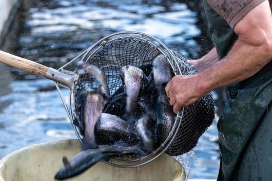 Fischer schöpft mit einem Kescher mehrere lebendige Fische aus einem Wasserbecken in einen Eimer