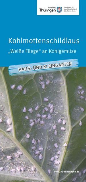 Merkblatt Kohlmottenschildlaus