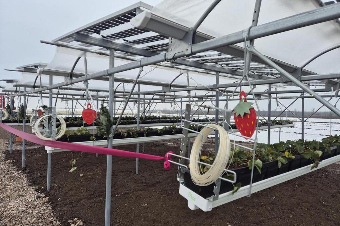 Versuchsanlage Erdebeerpflanzen in Kombination mit einer Agri-PV-Anlage