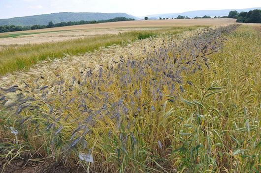 Versuchsparzellen für verschiedene Getreidesorten im ökologischen Landbau kurz vor der Ernte