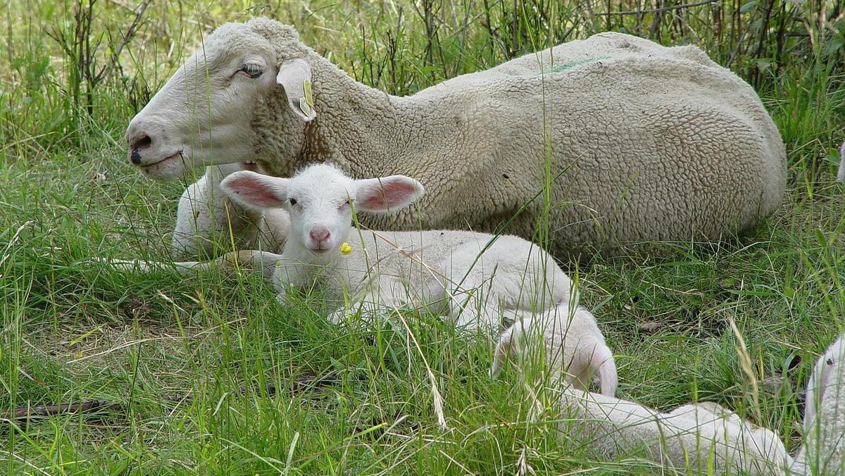 Mutterschaf mit Lamm auf der Weide, Foto: Maik Schwabe