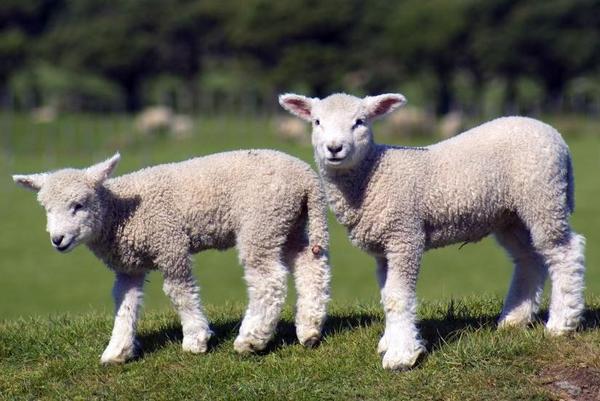 Zwei weiße Lämmer stehen auf grünem Gras, eines blickt nach vorne, das andere nach unten.