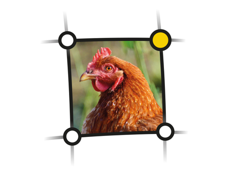 Huhn
