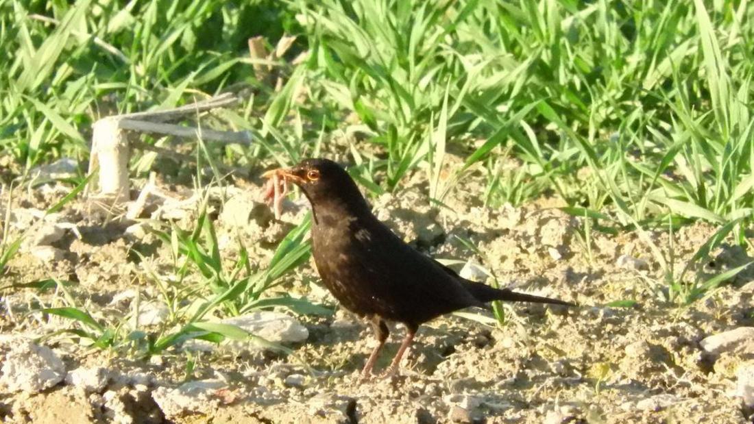 Amsel auf Feld (Turdus merula)