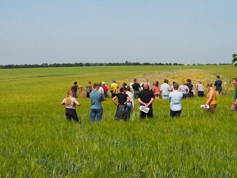 Besucher des KULAP-Feldtages vor einem Blühstreifen