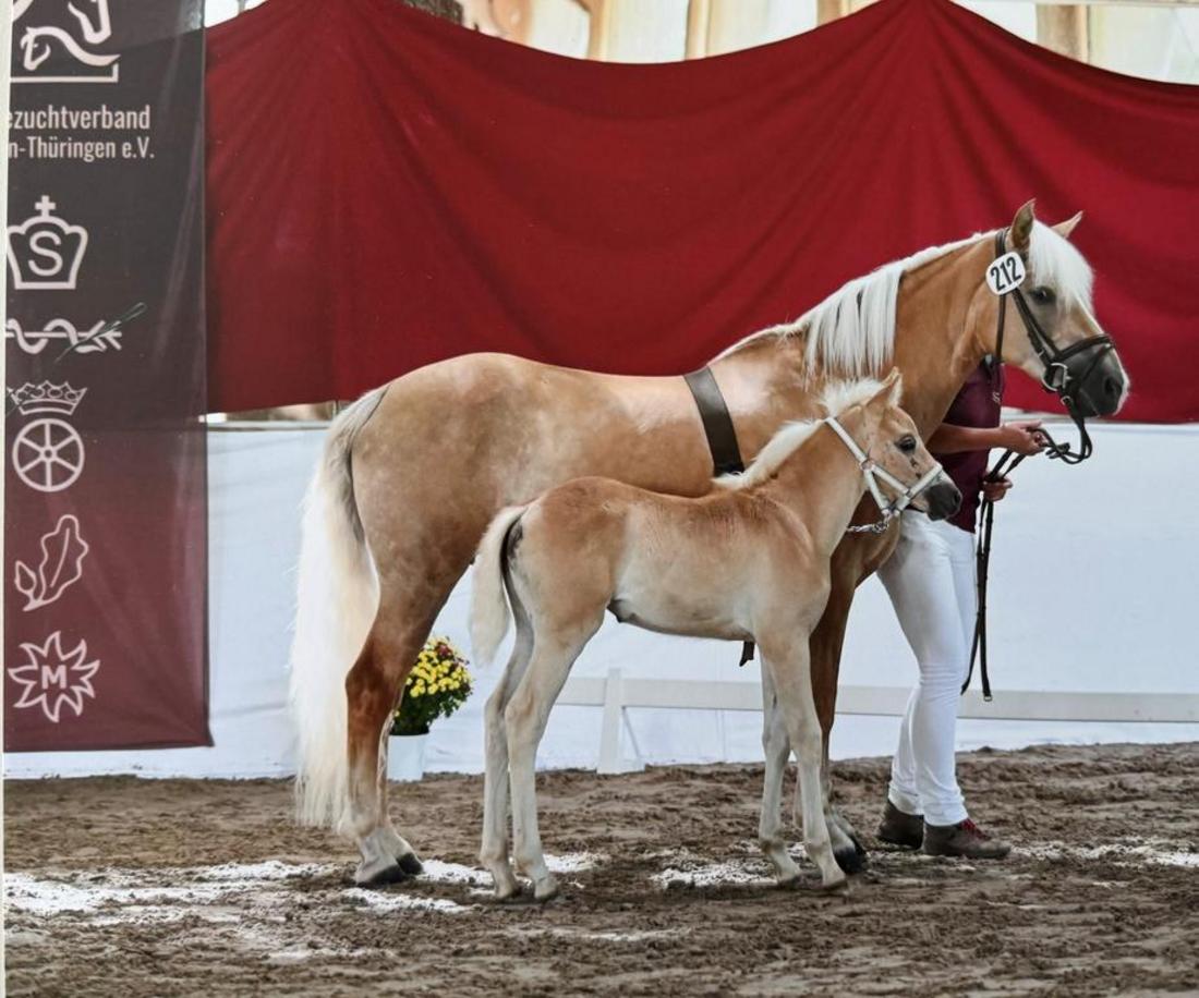 Haflingerfohlen mit Stute