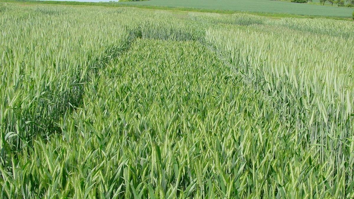 Wintertriticale