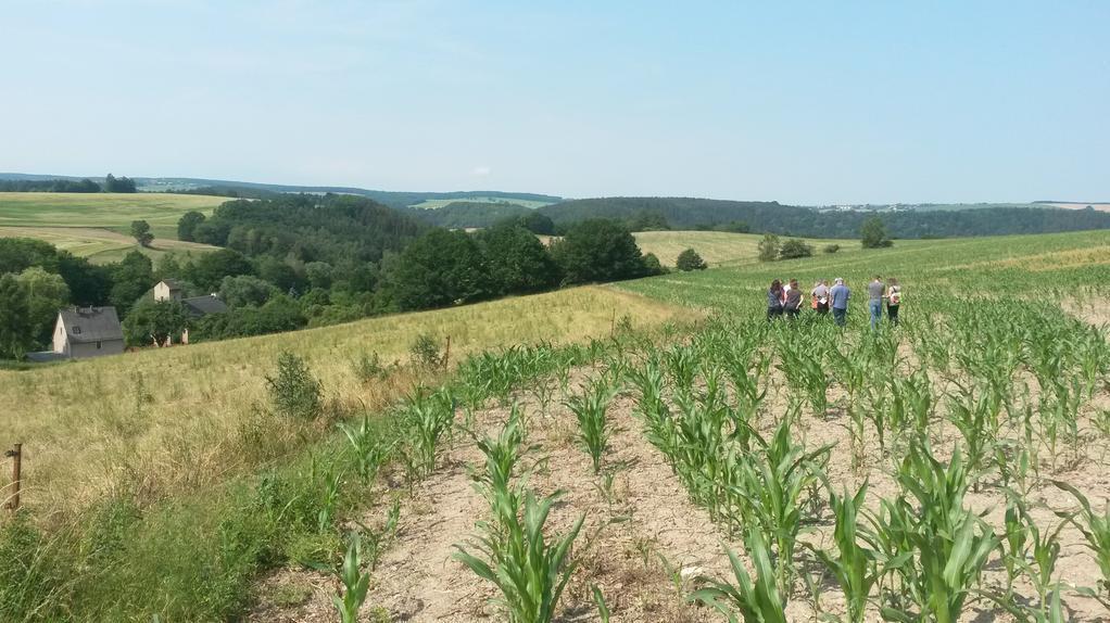 Gruppe von Landwirten auf einem Maisfeld