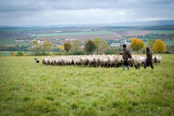 Herde Schafe auf Weide mit Schäfer und Hund