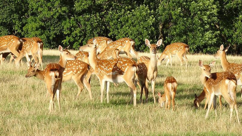 Damwild im Gehege, Foto: Bernd Kästner