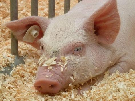 Absetzferkel auf Einstreu