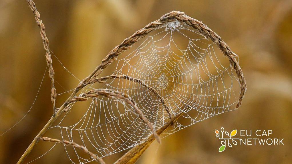 Spinnennetz mit Tautropfen