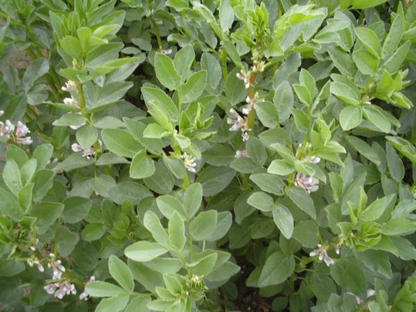 Ackerbohne Blüte