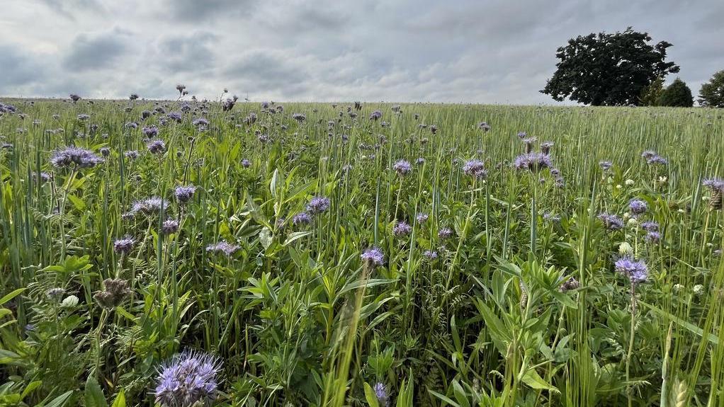 Grünes Feld mit zahlreichen lila Blüten unter bewölktem Himmel, rechts im Hintergrund ein einzelner Baum.