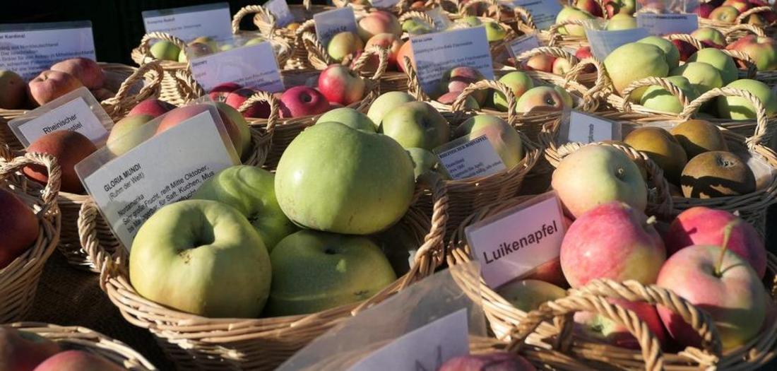 Verschiedene Apfelsorten, präsentiert in Körben auf einem Tisch