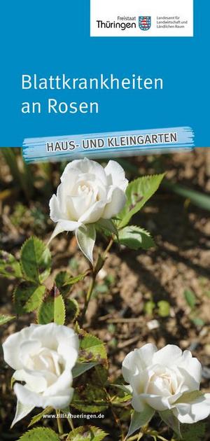 Merkblatt Blattkrankheiten an Rosen