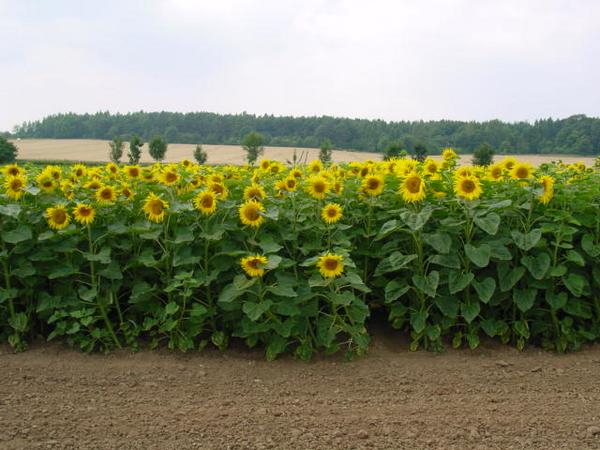 Sonnenblumen