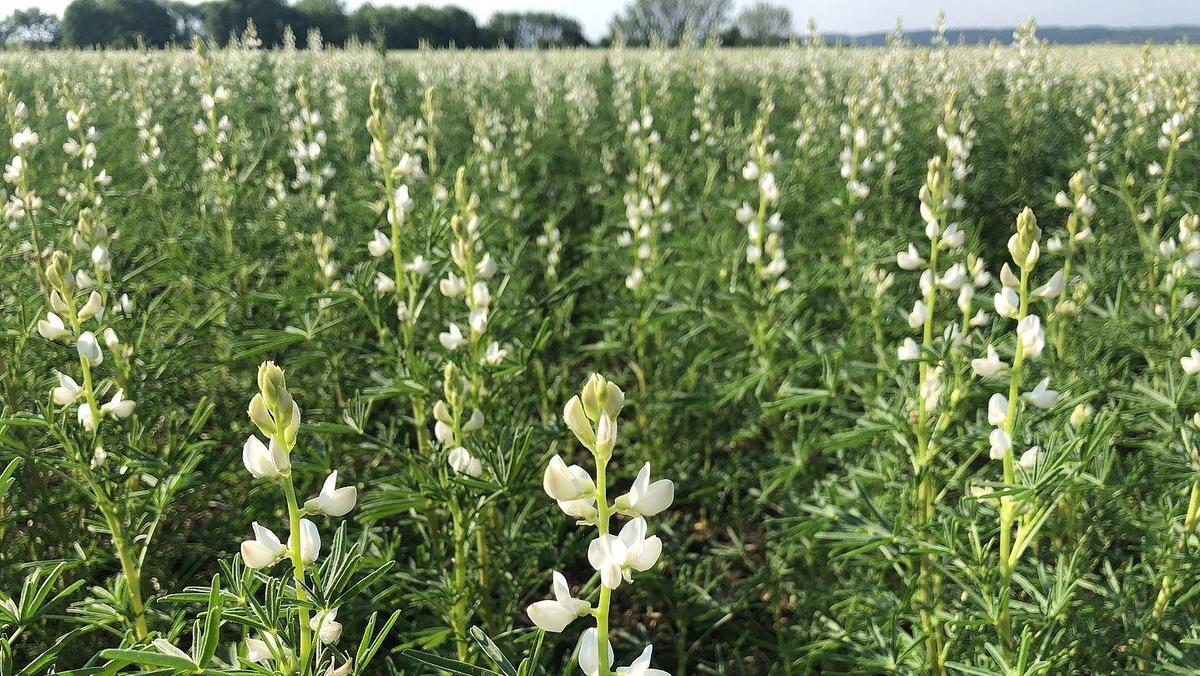 Blaue Lupinen