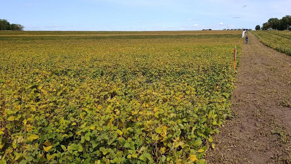 Das Bild zeigt ein großes Feld mit Sojabohnen, die bereits eine leicht gelbliche Färbung zeigen, was auf einen reifenden Zustand hindeutet. Im Vordergrund ist ein unbefestigter Weg zu sehen, der durch das Feld führt. Rechts davon verlaufen Markierungen, möglicherweise zur Kennzeichnung verschiedener Sojabohnensorten oder -experimente. Am Horizont sind einige Bäume und im Hintergrund einige Fahrzeuge zu erkennen. Der Himmel ist weitgehend klar und hellblau. Das Gesamtbild wirkt ruhig und vermittelt einen Eindruck von landwirtschaftlicher Tätigkeit.