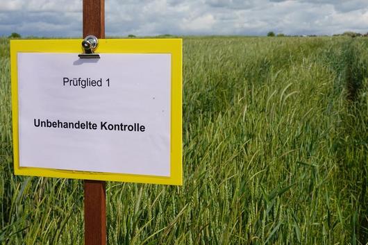 Schild unbehandelte Kontrolle vor einem Versuchsfeld
