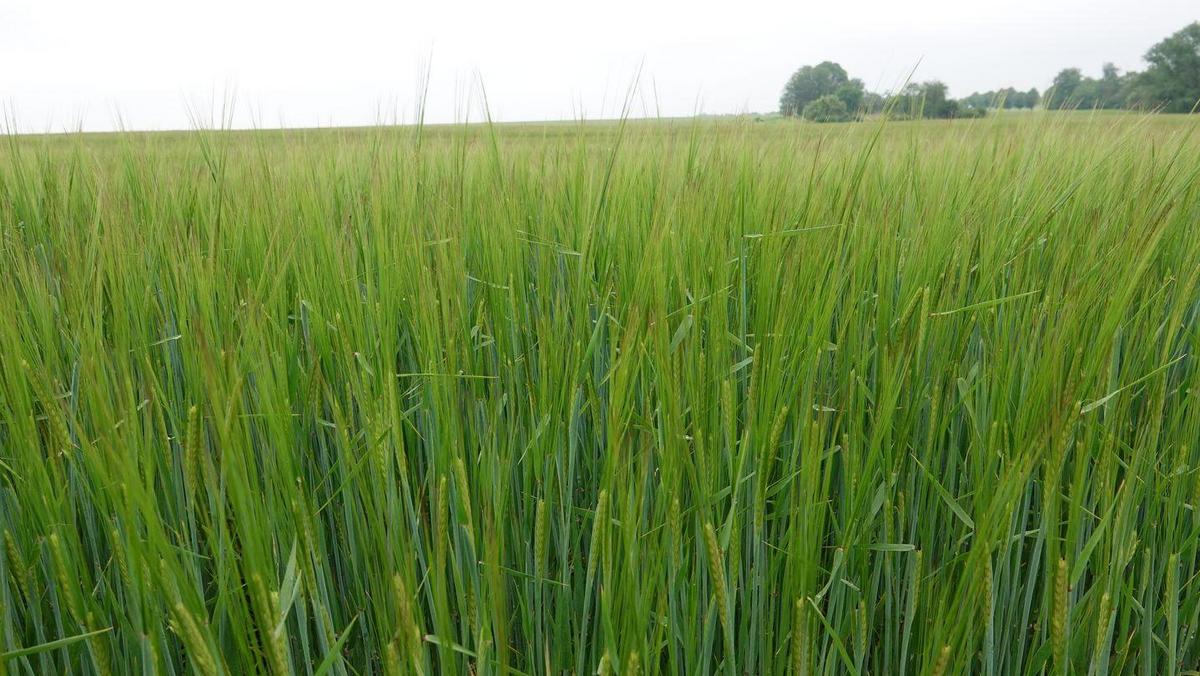 Braugerstenfeld im Juni