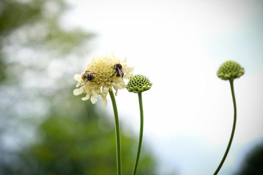 Zwei Bienen auf der Blüte einer weißen Witwenblume