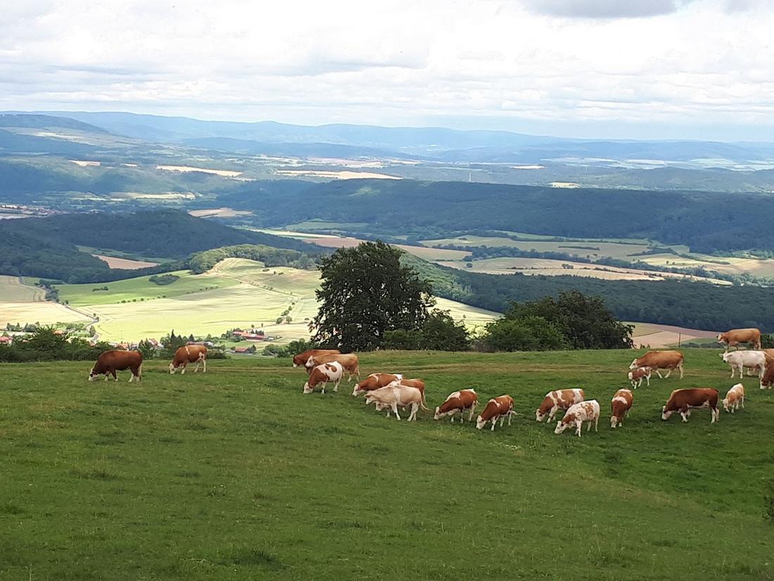 Mutterkühe auf Grünlandfläche in einer Mittelgebirgslandschaft