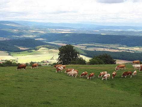 Mutterkühe auf Grünlandfläche in einer Mittelgebirgslandschaft