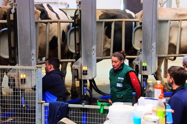 Personen in Arbeitskleidung neben Kühen in einem Stall mit Melkanlage und verschiedenen Behältern auf einem Tisch.