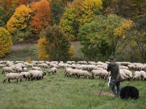 Schäfer mit seiner Herde nahe Dorndorf-Steudnitz